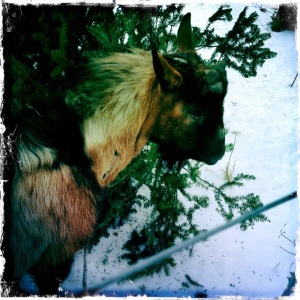 Hipsta goat posing with our tree.